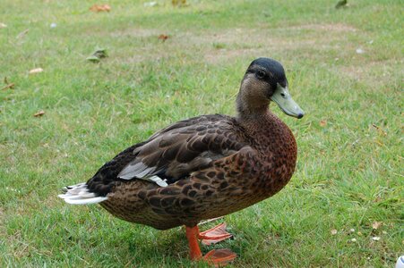 Quack duck bill webbed feet