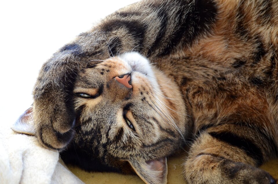 Kitten rest domestic cat