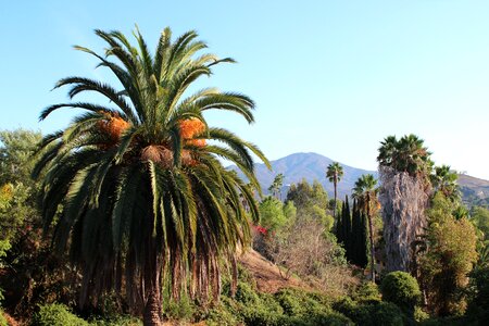 Mountain california