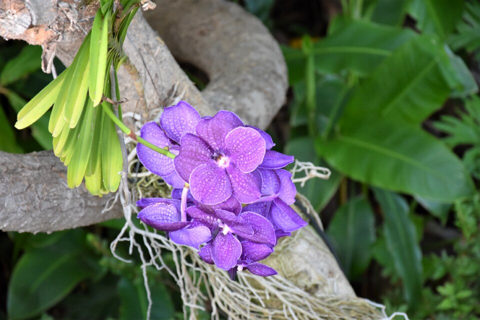 Madeira flowers Free photos