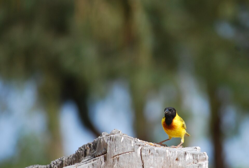 Bird senegal saint louis