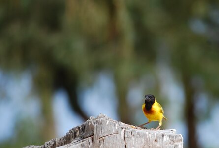 Bird senegal saint louis