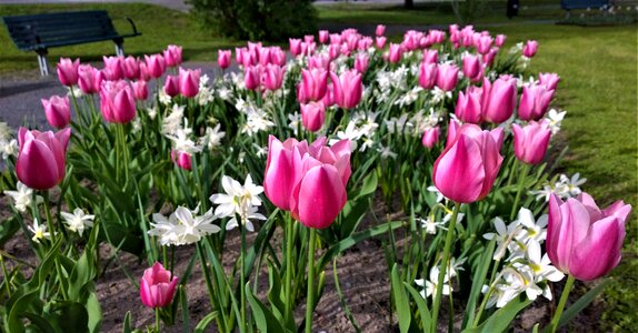 Park spring planting