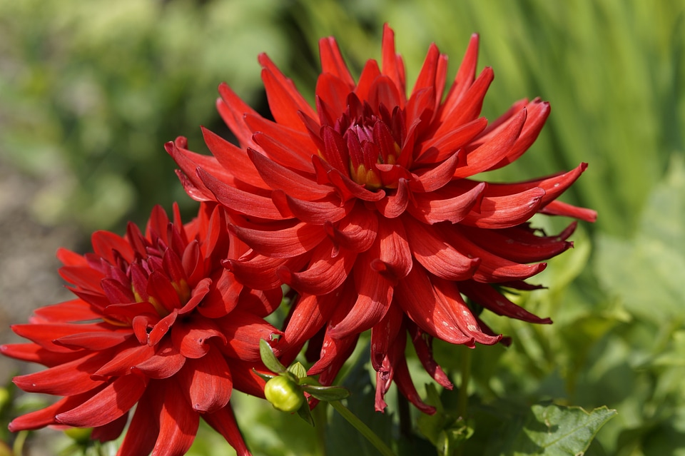 Dahlia garden dahlias autumn