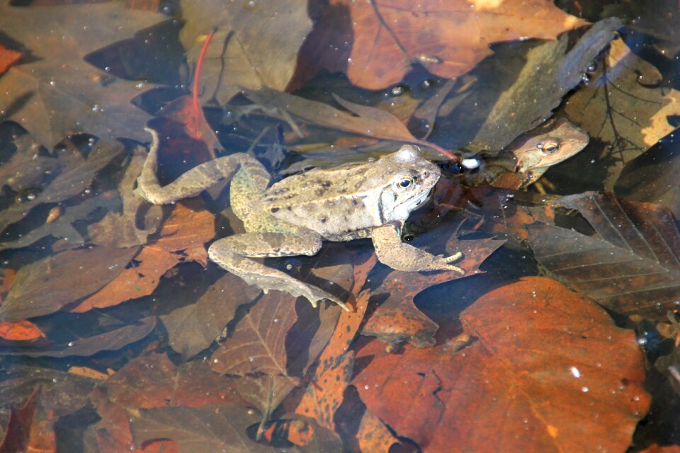 Spring close up amphibian
