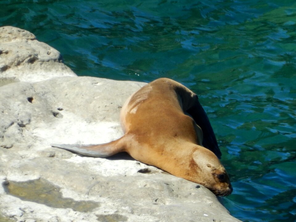 Seal meeresbewohner water