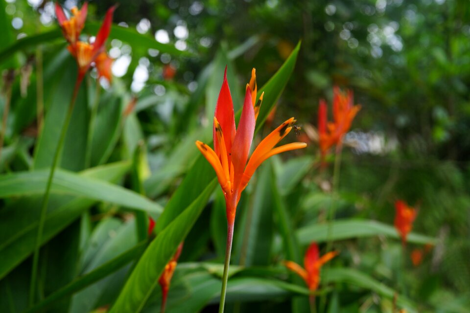 Plant pink ginger