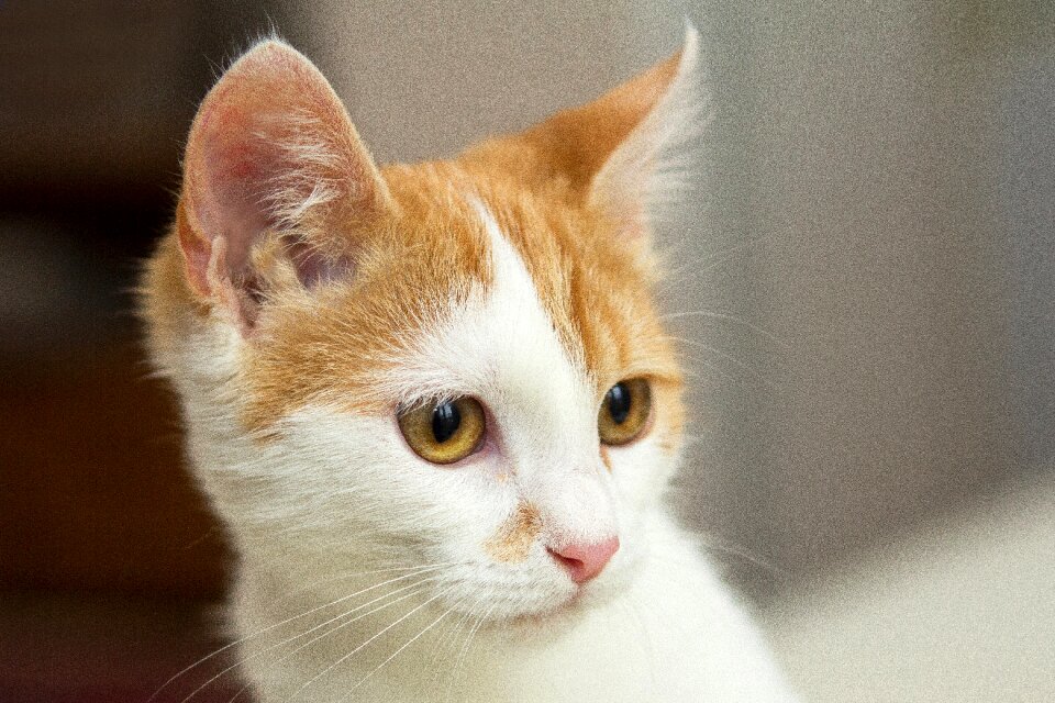 Krupnyj plan eyes pet