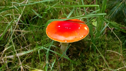 Fly agaric toxic natural