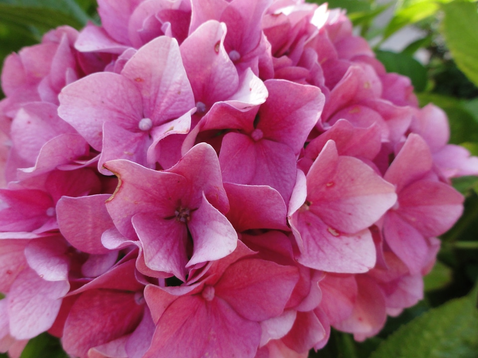 Plant pink flowers macro