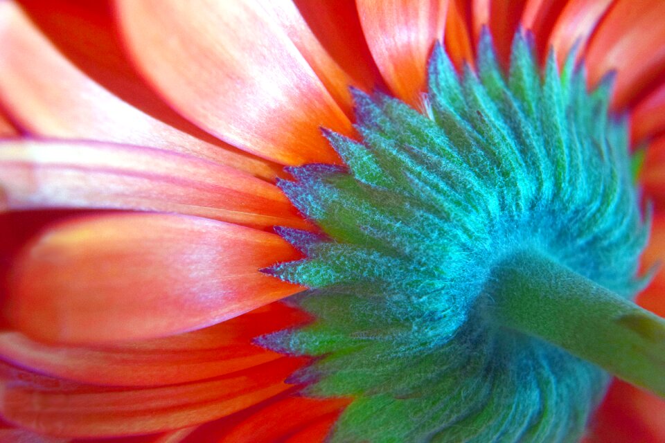 Macro nature red