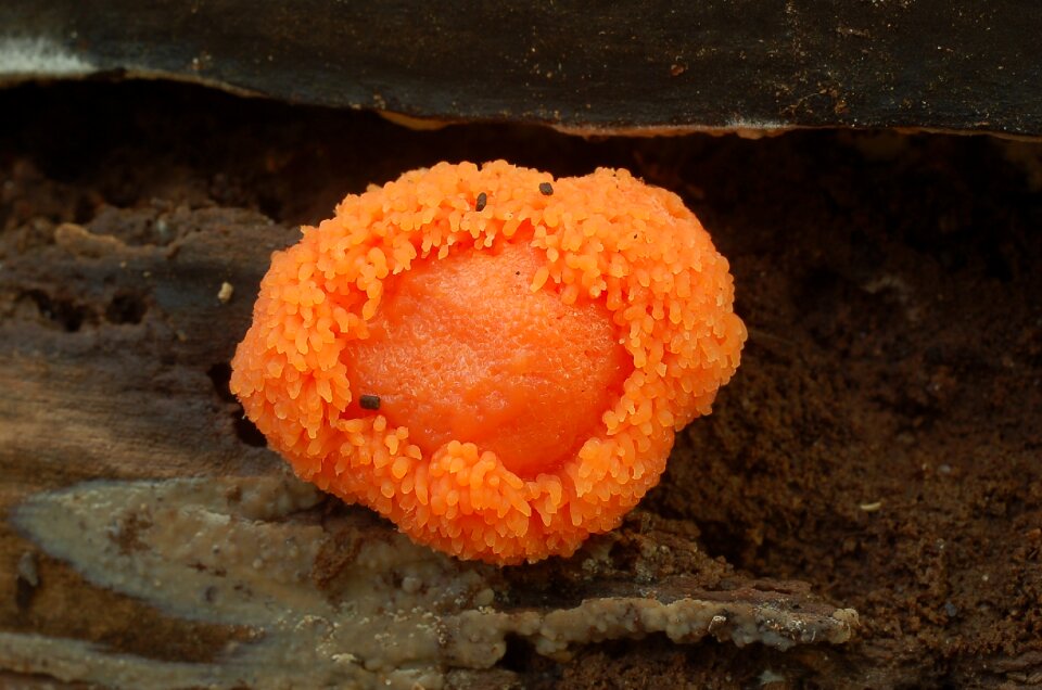 Ruddy buiskussen mushroom autumn