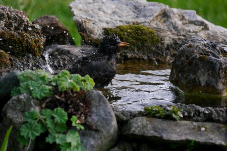 Bird bird bath spring photo