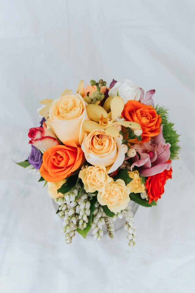 Roses colourful colorful