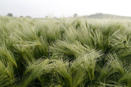 Morgentau green fog photo