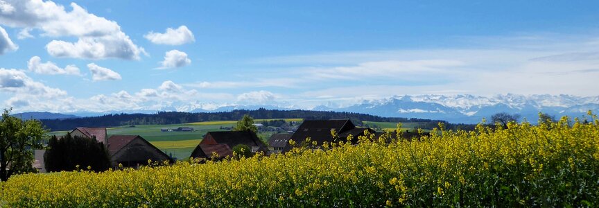 Sun field of rapeseeds clouds photo