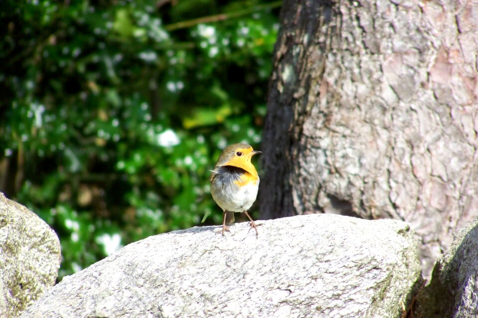 Bird songbird on stone