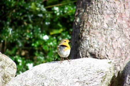 Bird songbird on stone photo
