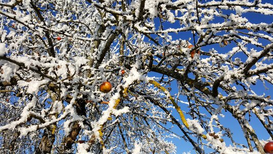 Hoarfrost wintry landscape