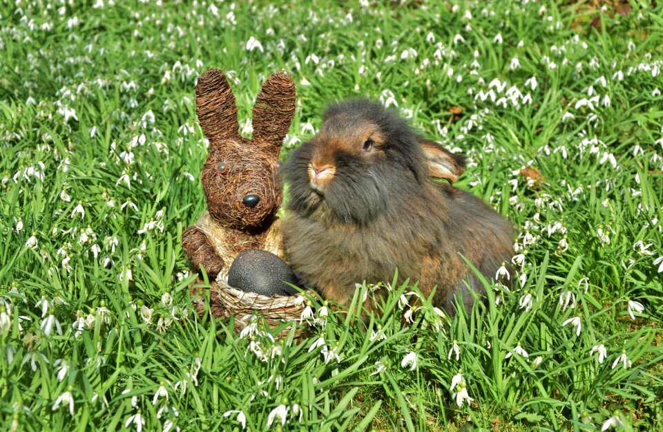 Snowdrop amorous bunny beard rabbit