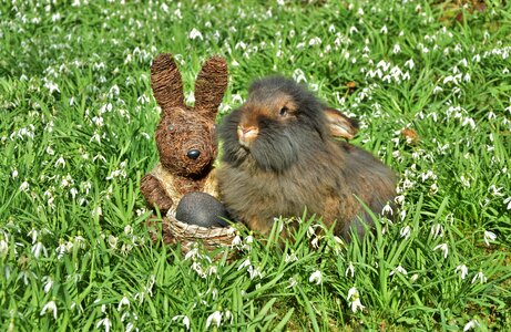 Snowdrop amorous bunny beard rabbit