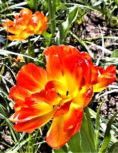 Garden yellow overblown