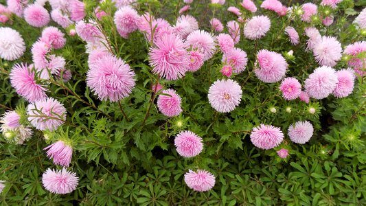 Flowers bloom astra