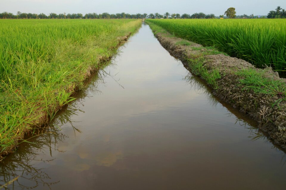 Rice production malaysia agriculture