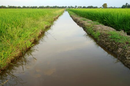 Rice production malaysia agriculture