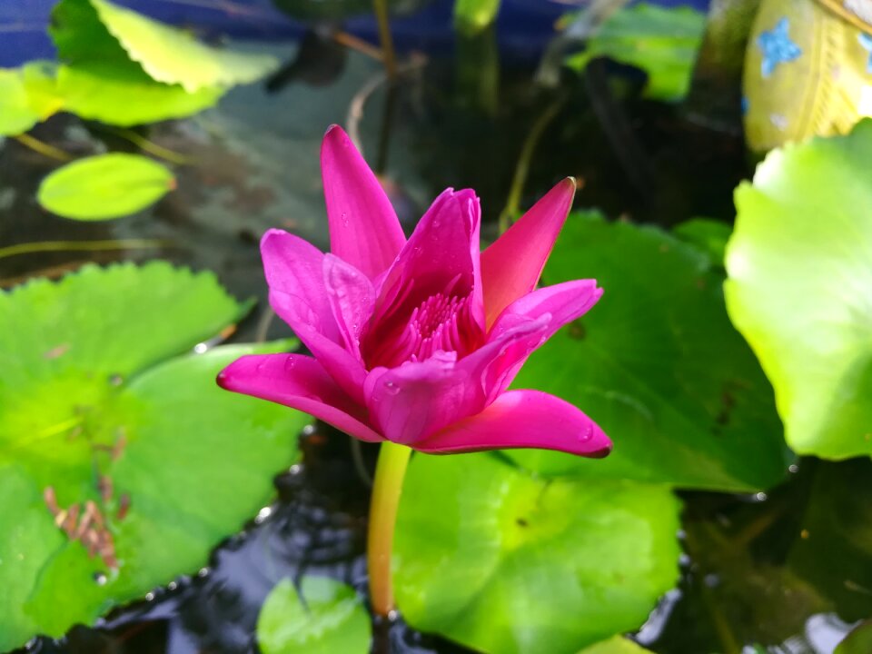 Flowers pink lotus