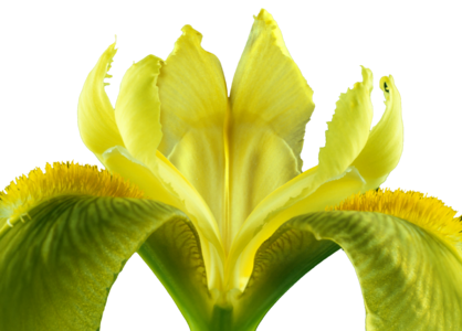 Bloom plant yellow flowers photo