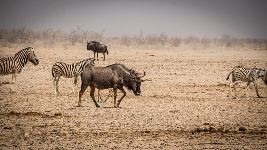 Etosha landscape safari