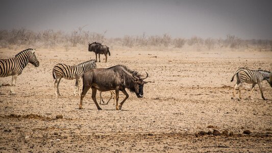 Etosha landscape safari photo