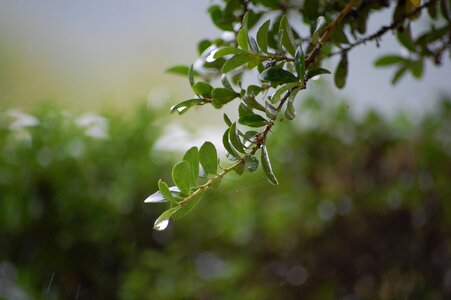 Branch drop of water green photo