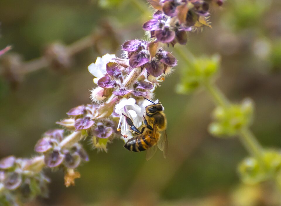 Flower insect pollination