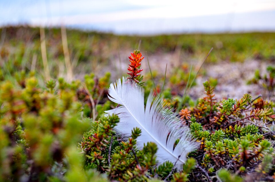 Summer landscape finnmark
