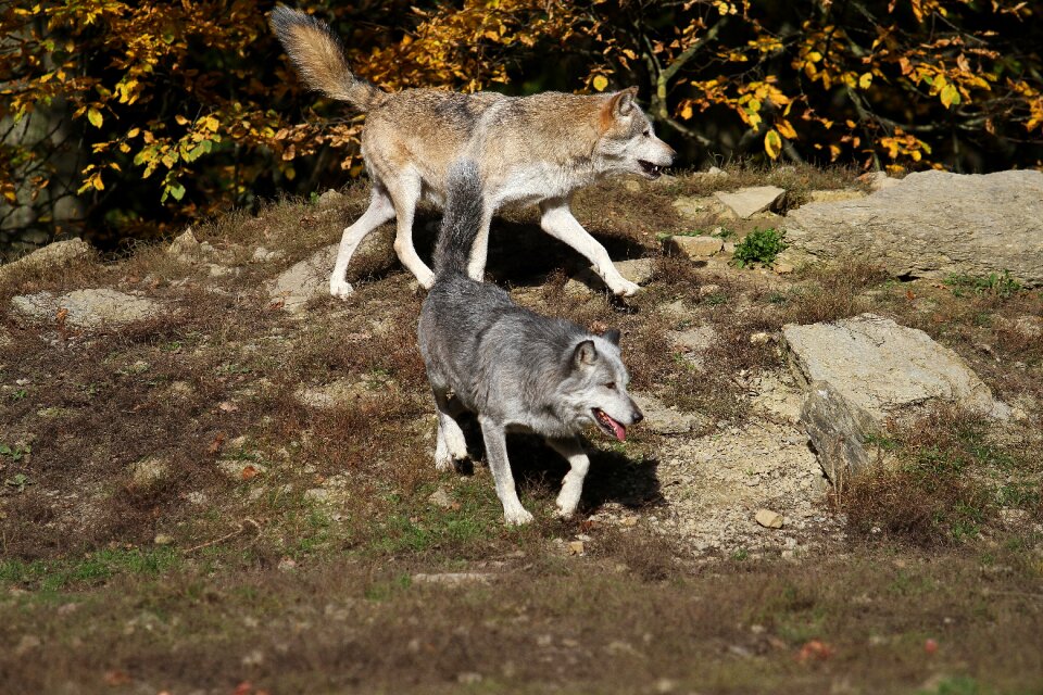 Canada pack pack animal