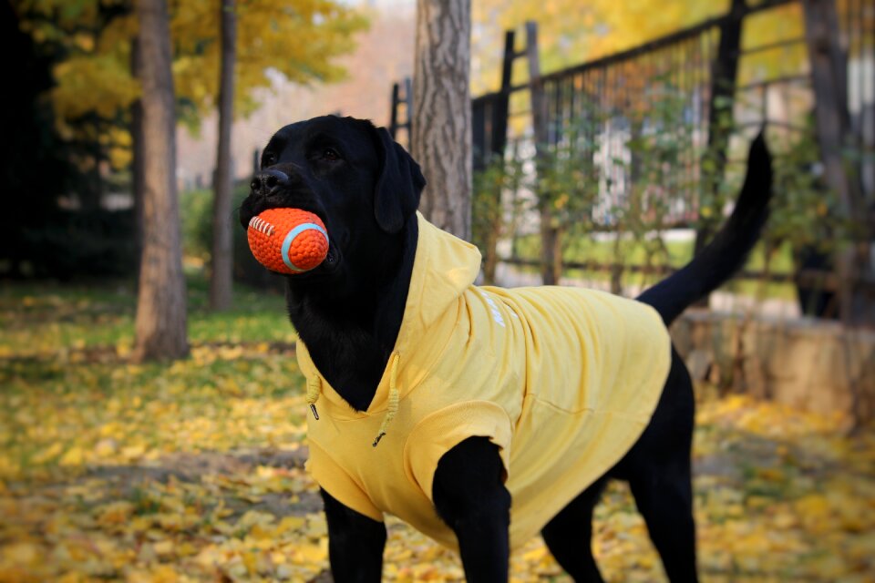 Labrador the gripper ball autumn