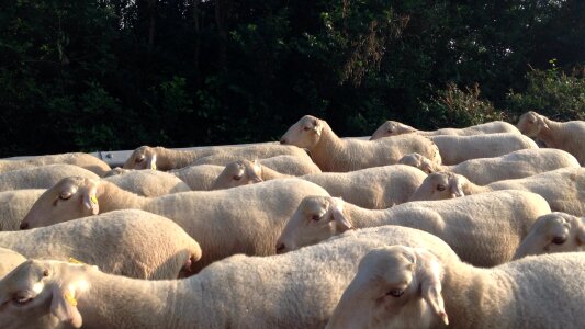 Animals livestock flock