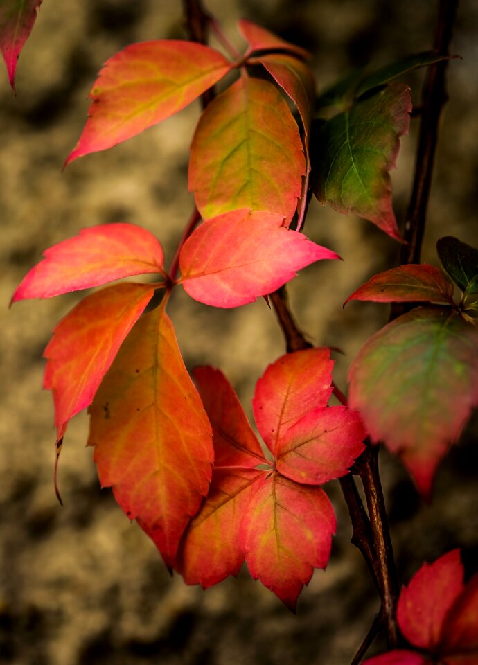 Detail nature landscape