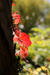 Zhu autumn leaves landscape