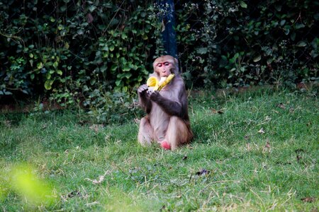 Hungry animal green banana
