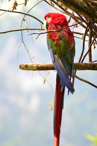 Parrot birds ara photo