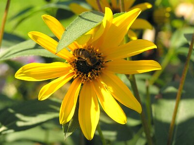 Plant summer blossom photo