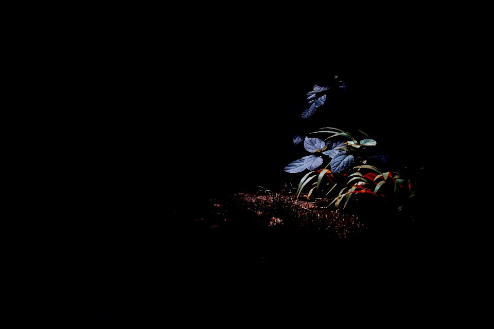 Cuto photography black