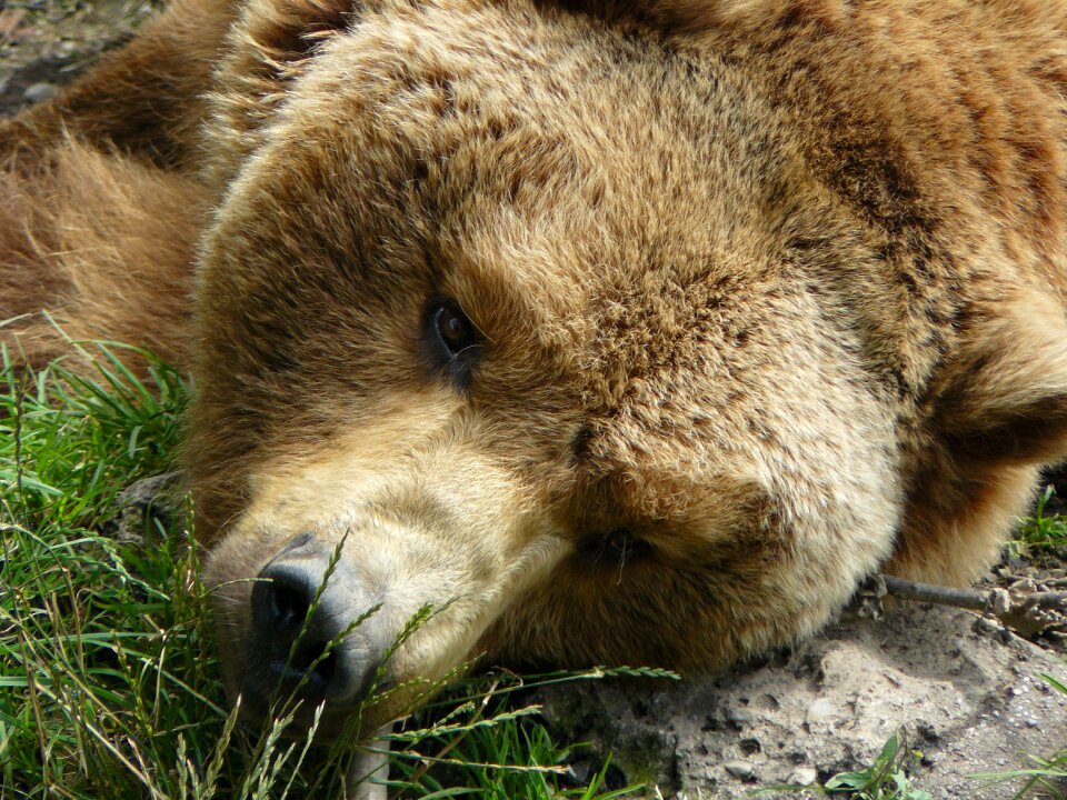 Animal nature mammal