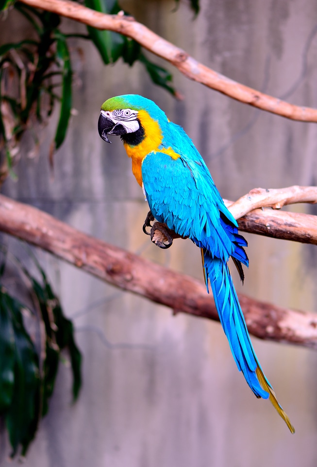 Bird blue and gold macaw nature