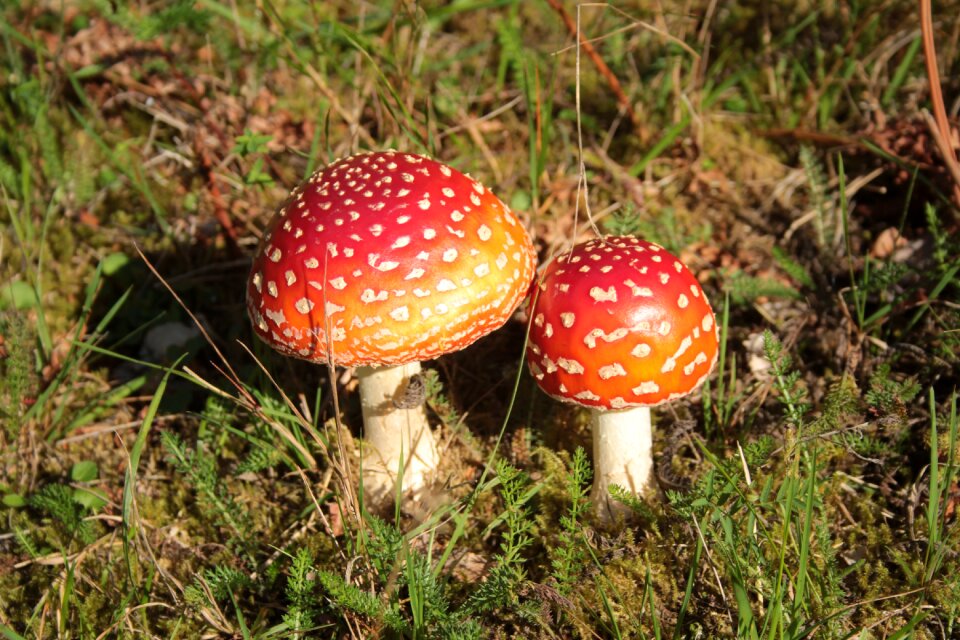 Fly agaric autumn toxic