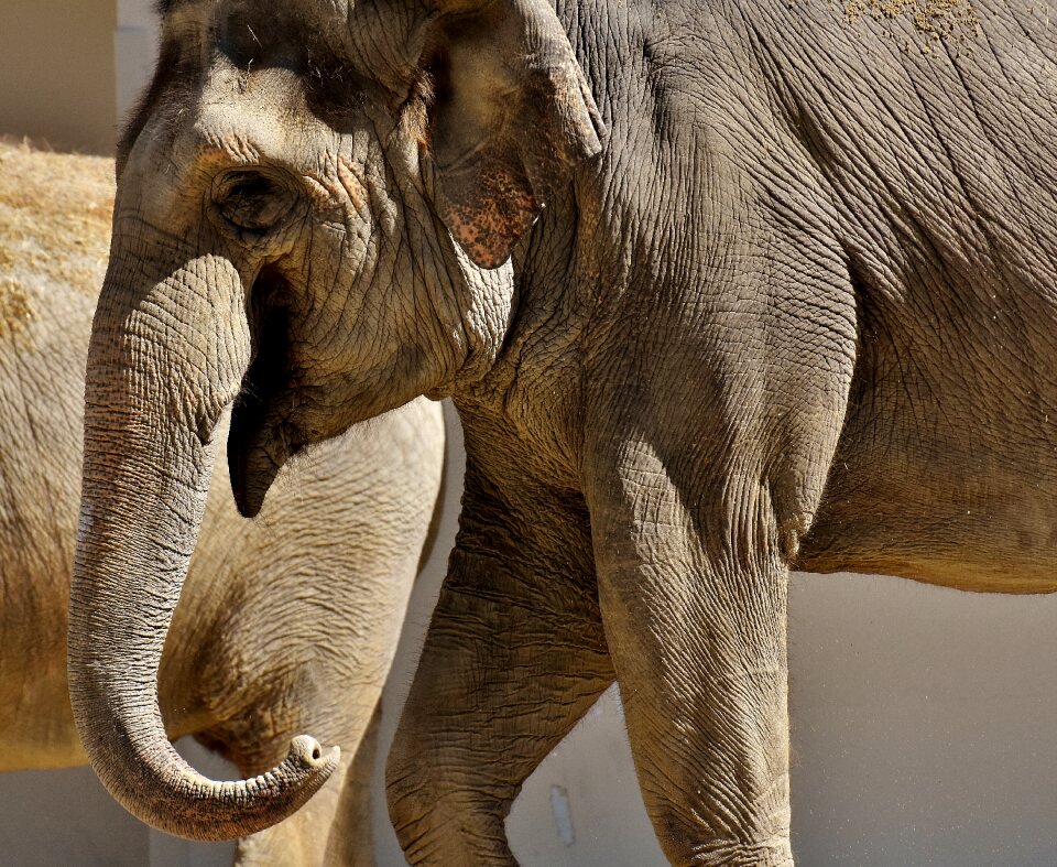 Animal animal portrait africa