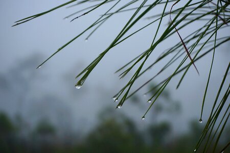 Fog morning water photo